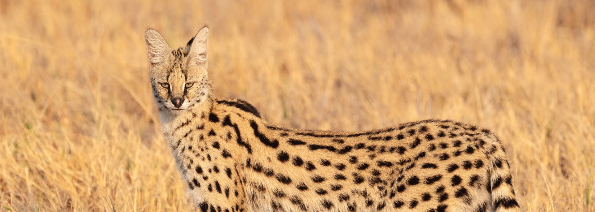 Serval
