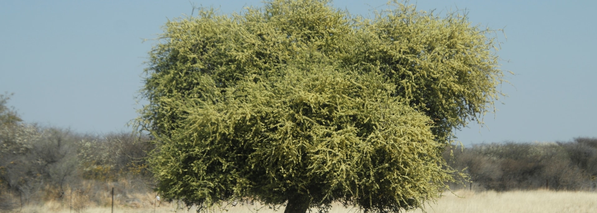 Shepherd’s Tree