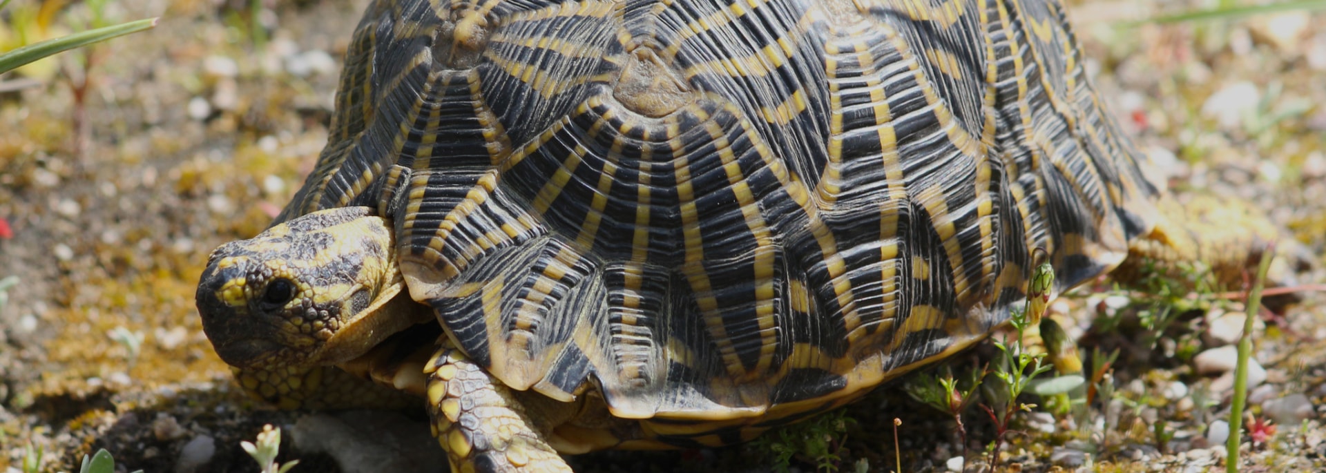 Geometric Tortoise