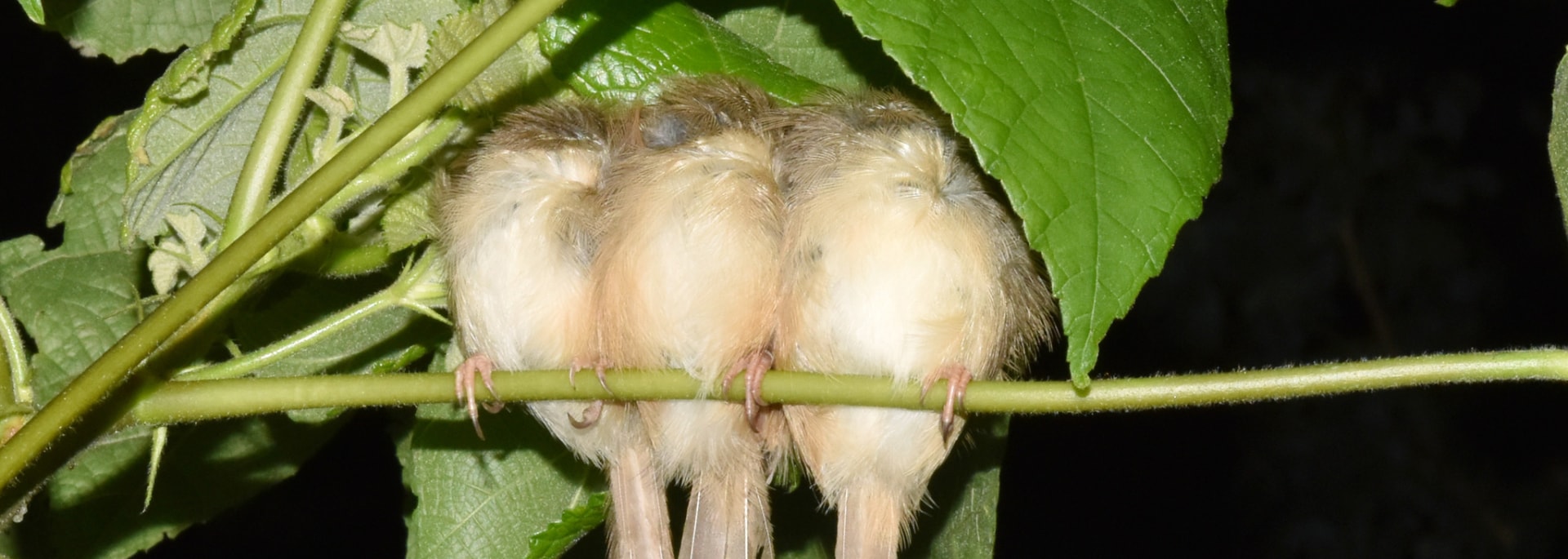 Tawny-flanked Prinia