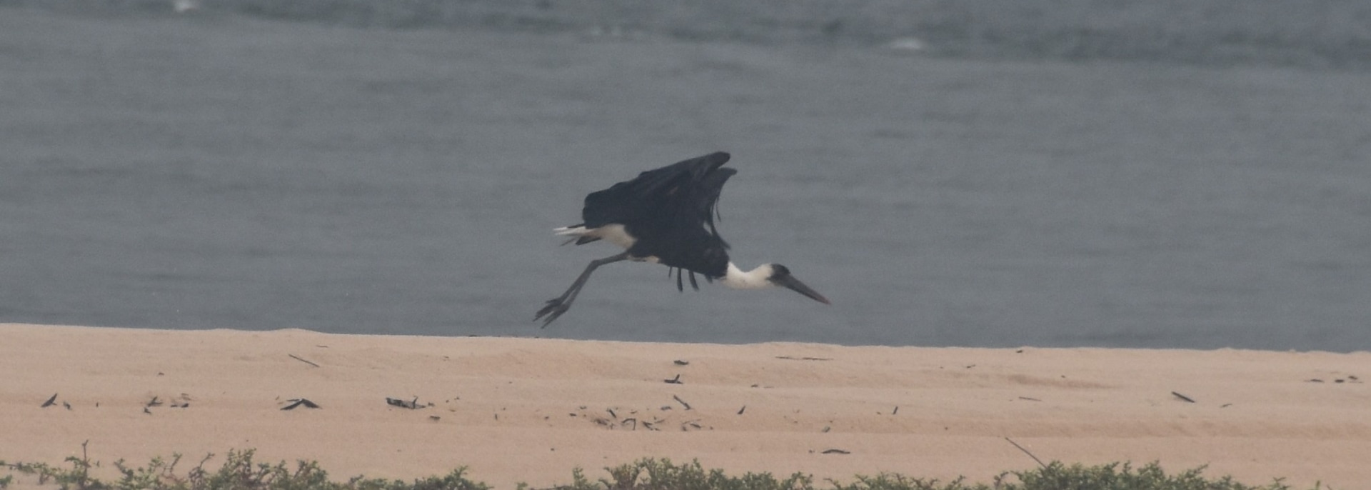 Woolly-necked Stork
