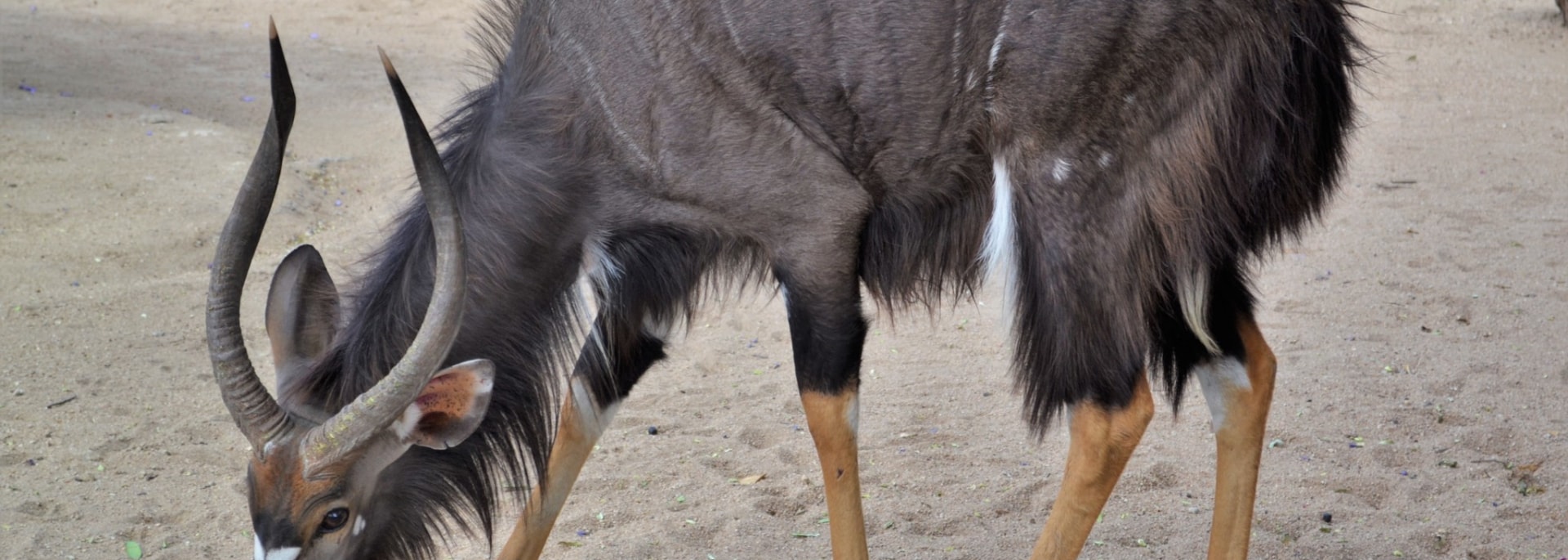 Nyala