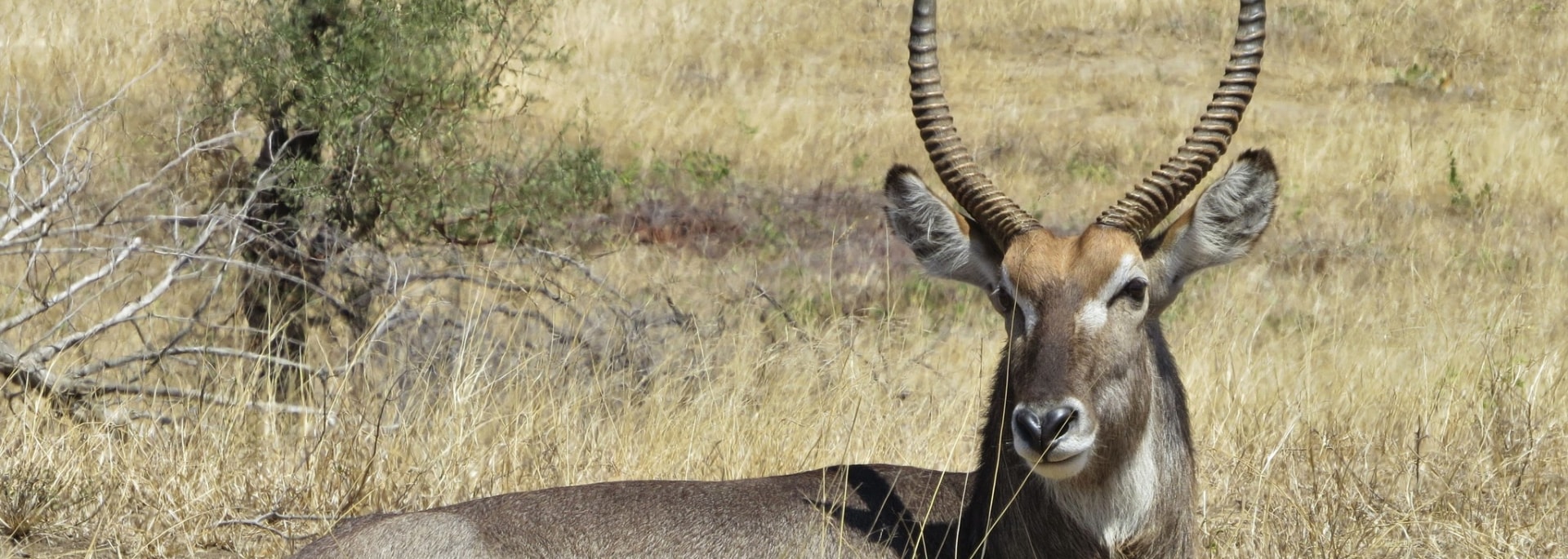 Waterbuck