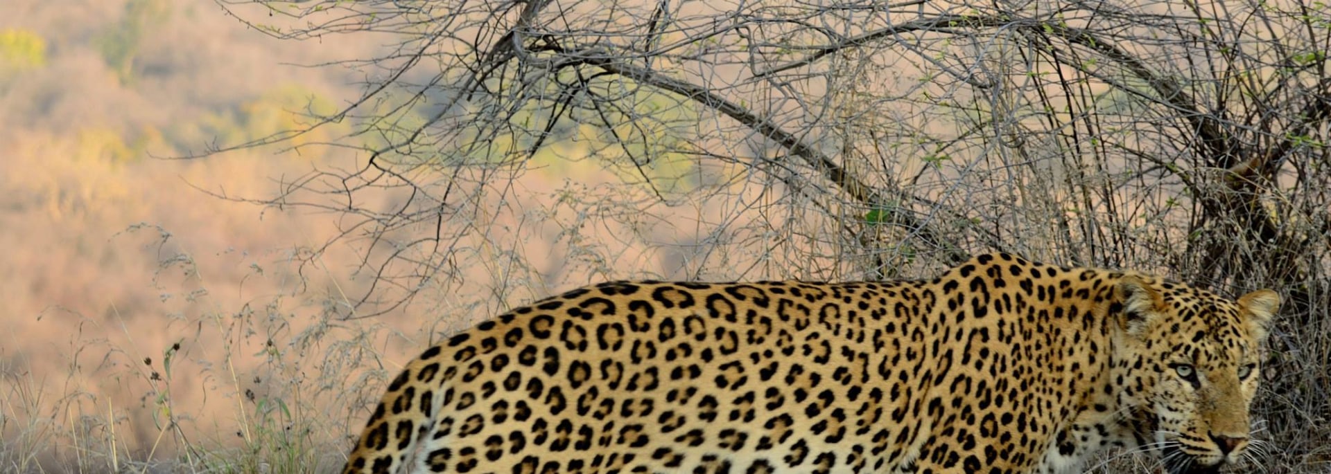 Leopard