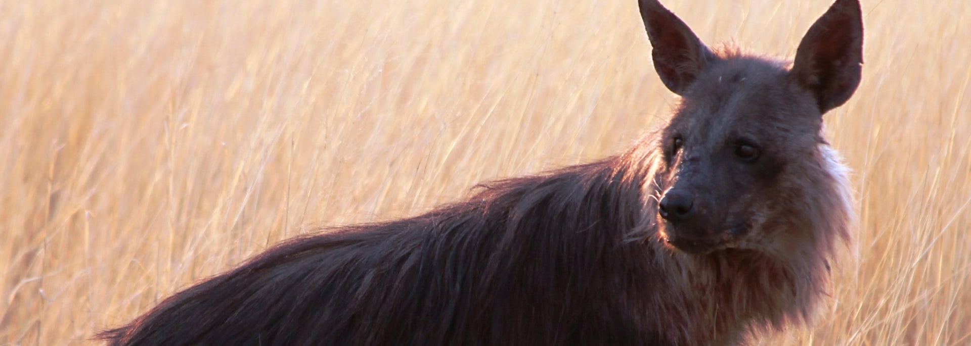 Brown Hyena