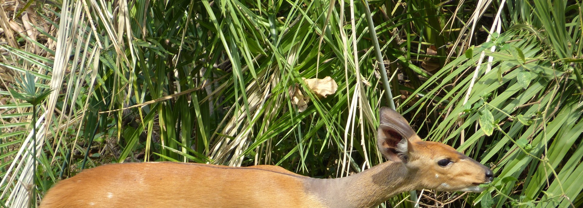 Bushbuck