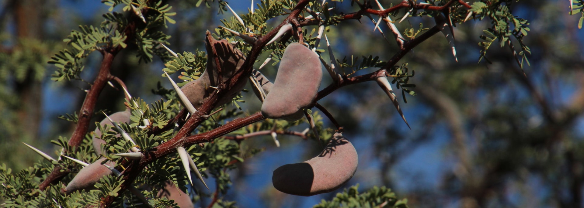Camel Thorn