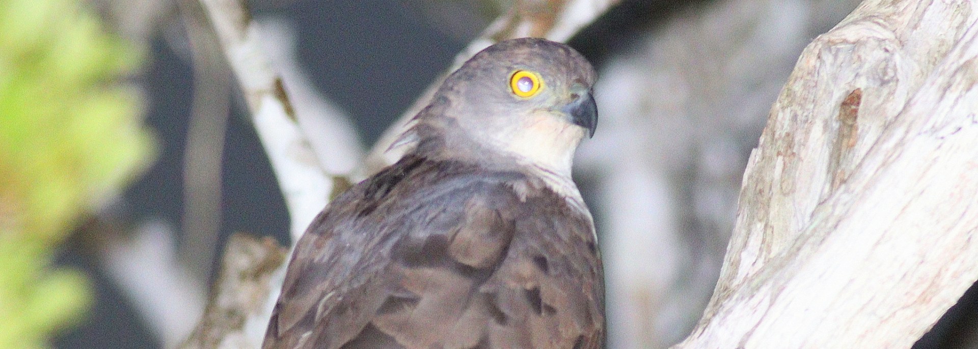 African Goshawk