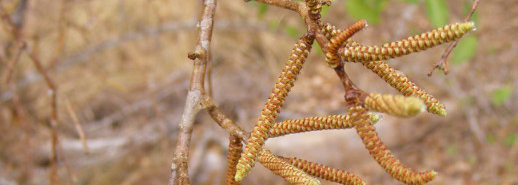 Tamboti