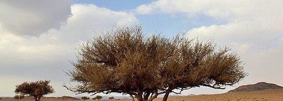 Umbrella Thorn