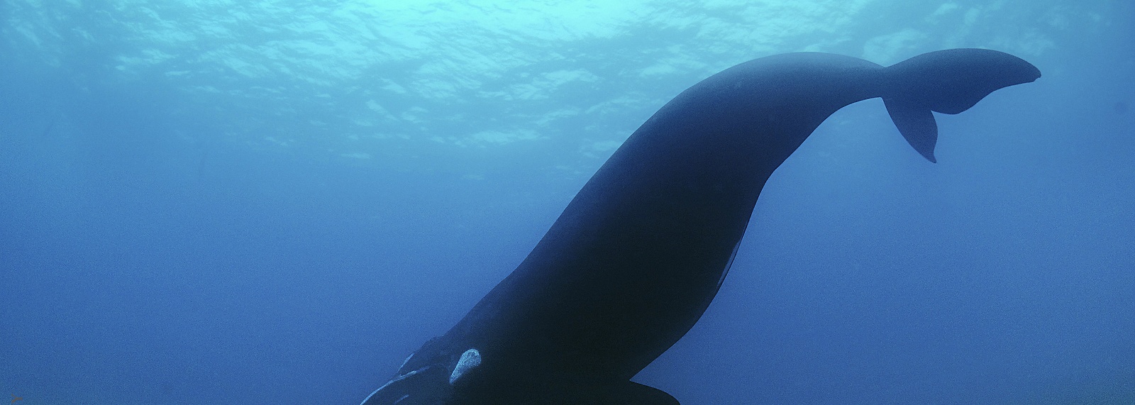 Southern Right Whale