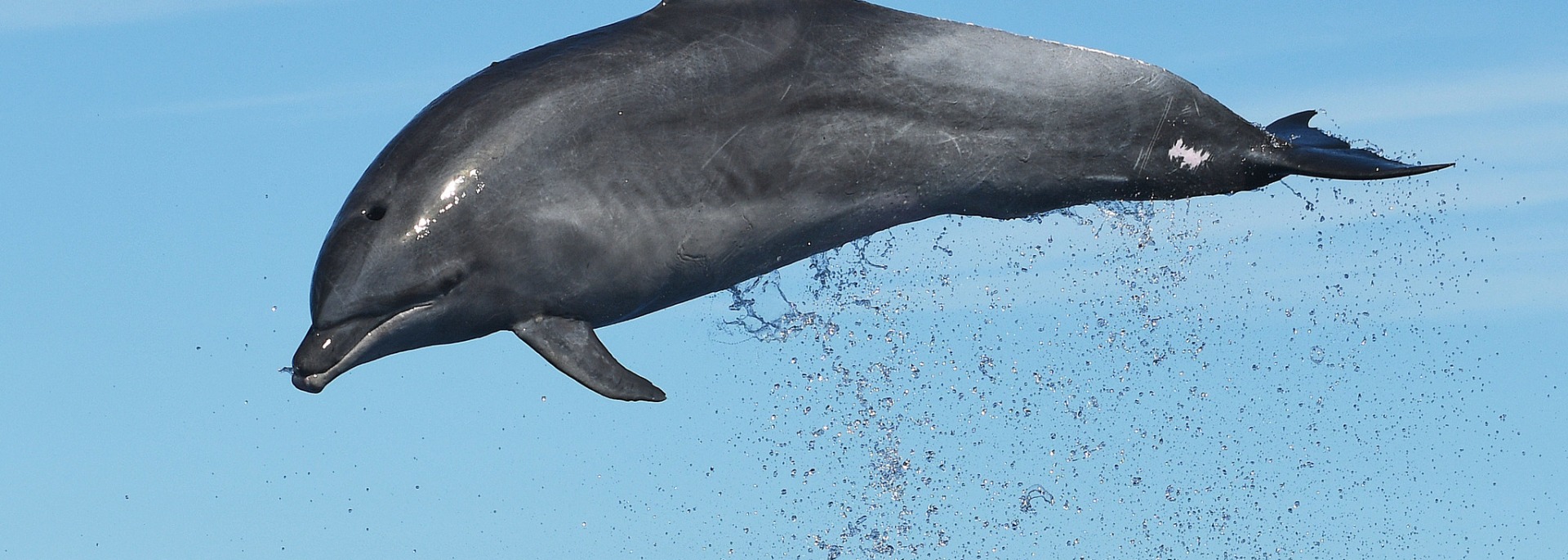 Common Bottlenose Dolphin