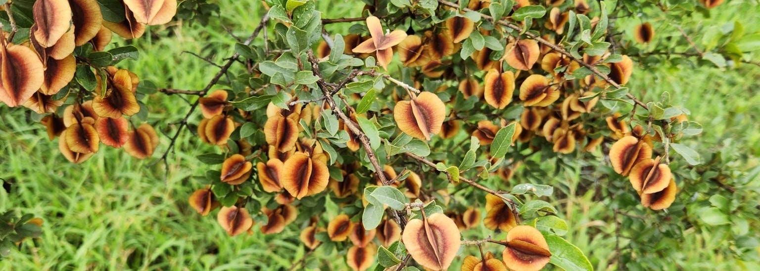 Russet Bushwillow