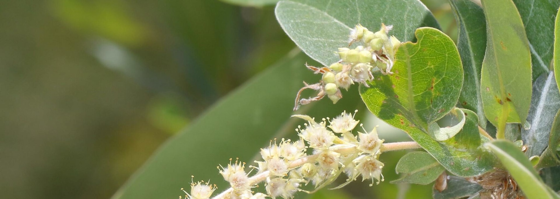 Silver Cluster-leaf