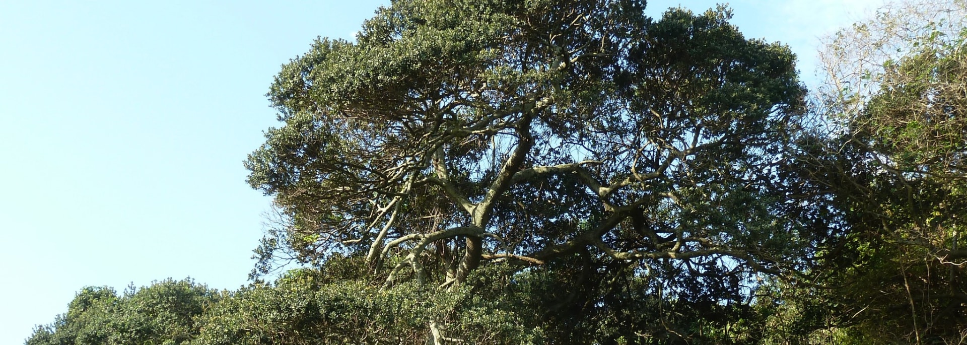 Coastal Red Milkwood