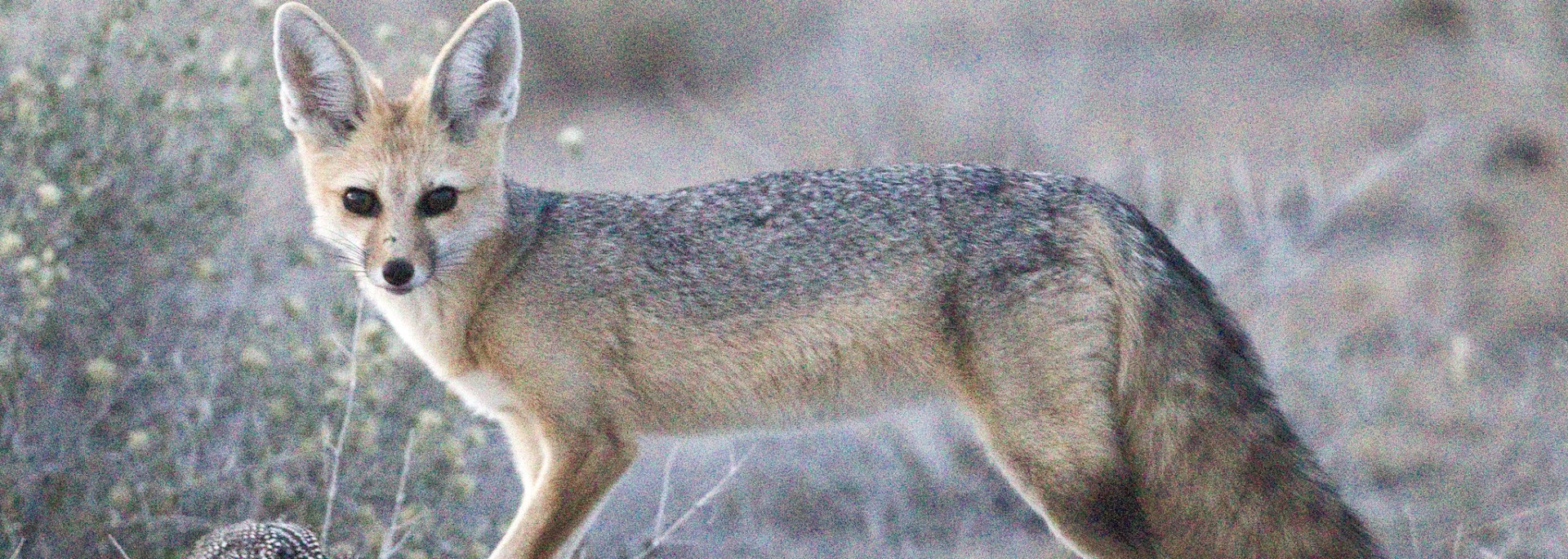 Cape Fox