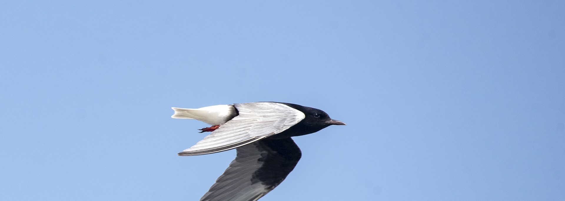 White-winged Tern