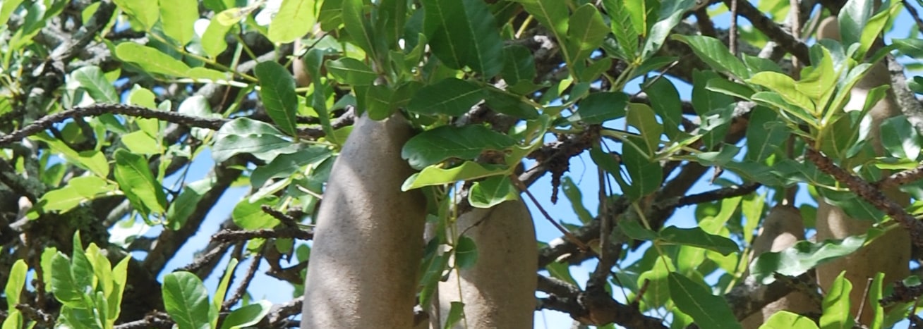 Sausage Tree