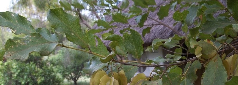 Red Bushwillow