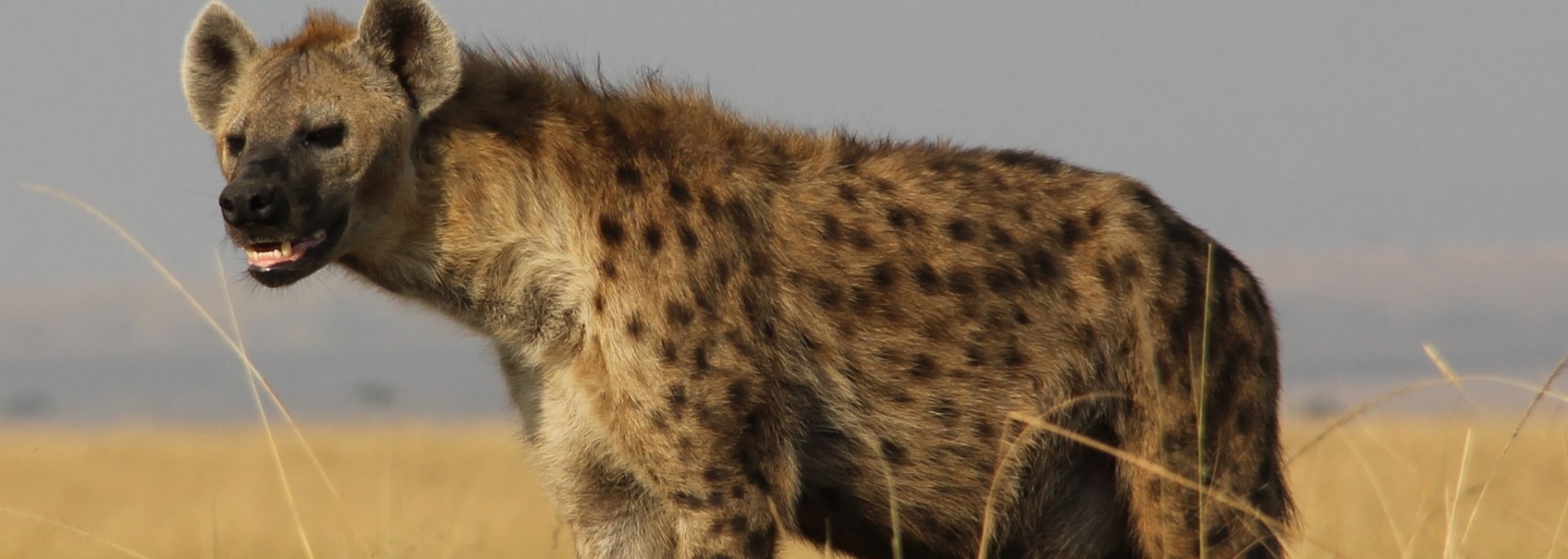 Spotted Hyena
