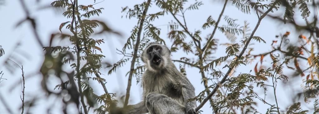 Vervet Monkey
