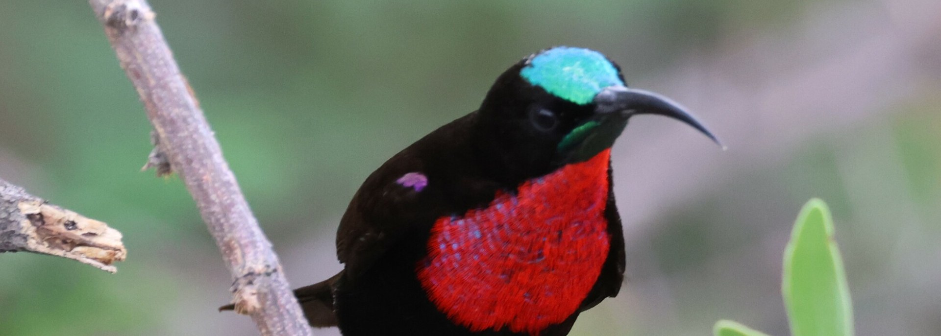 Scarlet-chested Sunbird