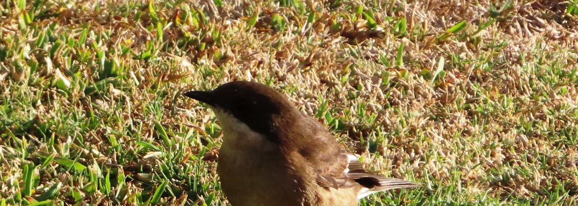 Fiscal Flycatcher