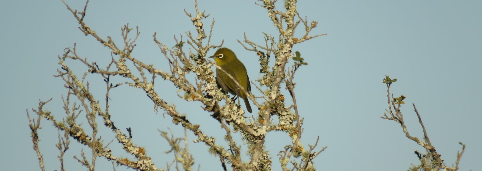 Cape White-eye