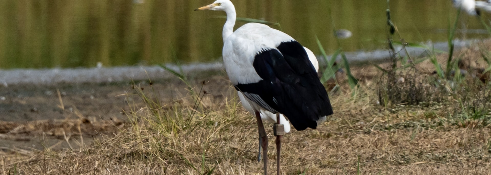 Intermediate Egret
