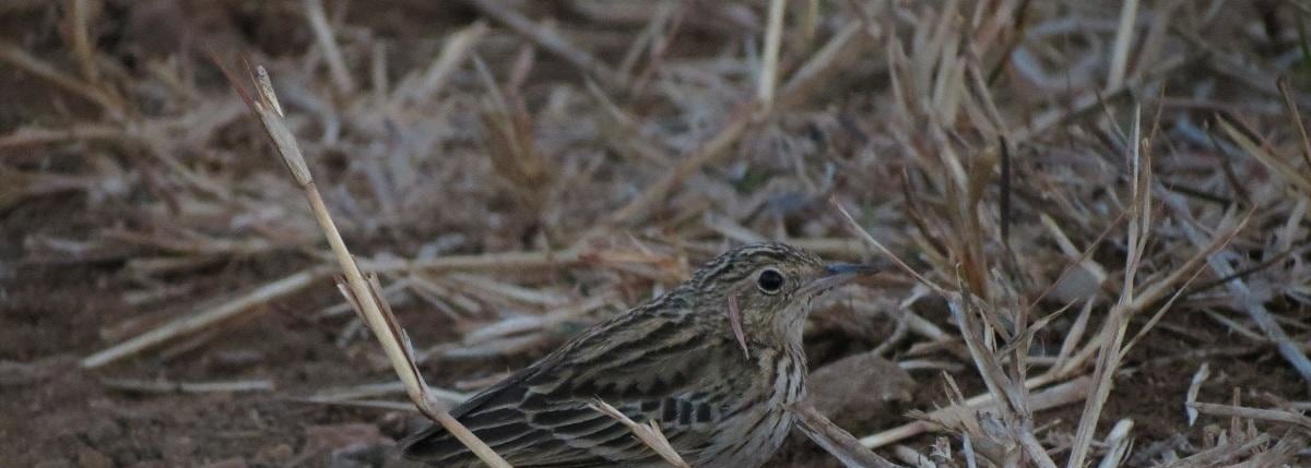 Bushveld Pipit