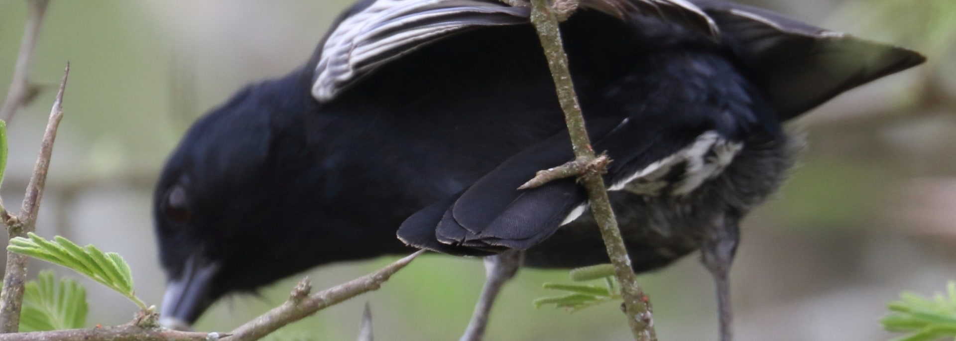 Southern Black Tit