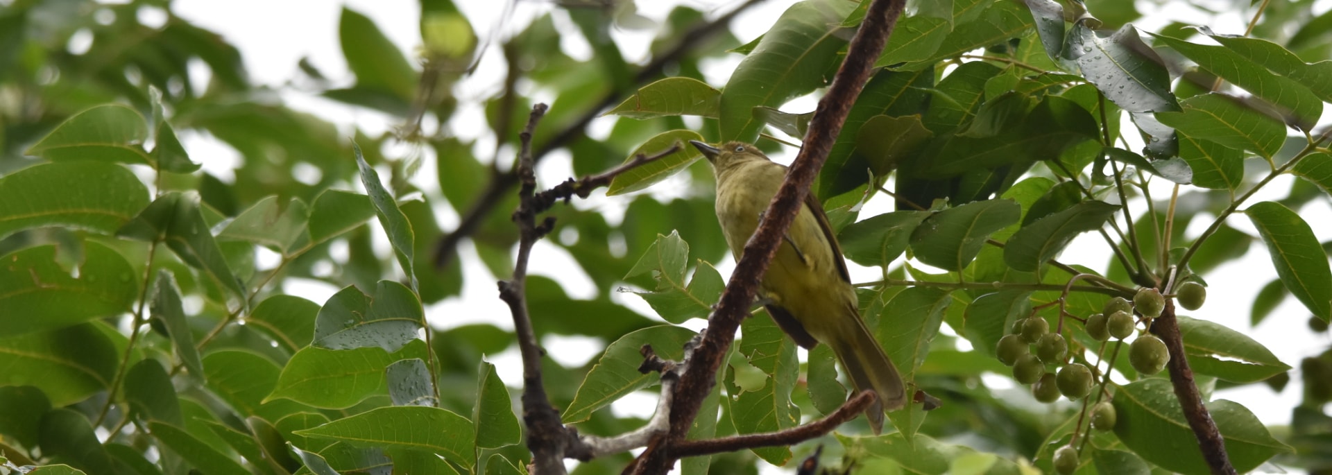 Sombre Greenbul