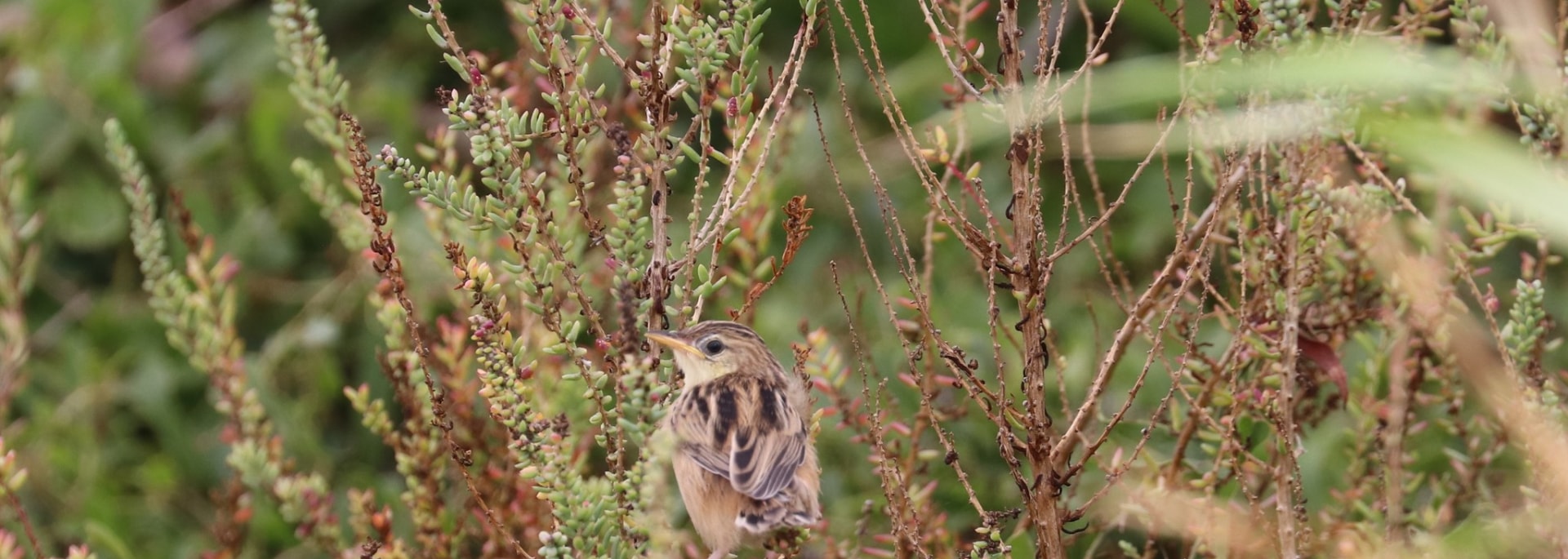 Zitting Cisticola