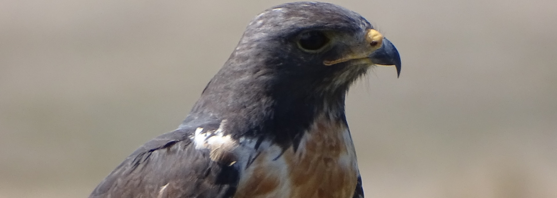 Jackal Buzzard