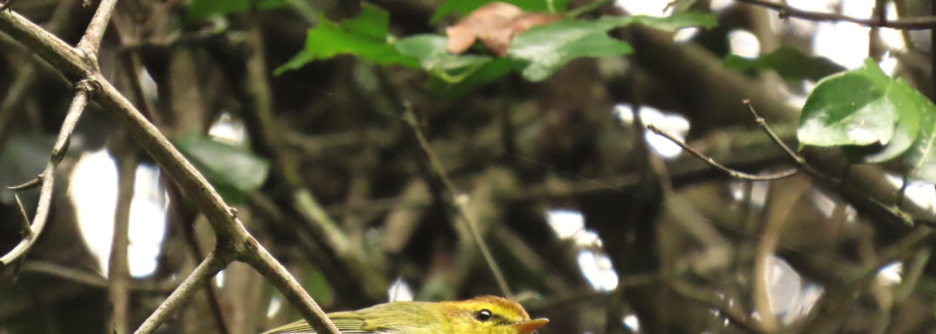 Yellow-throated Woodland Warbler