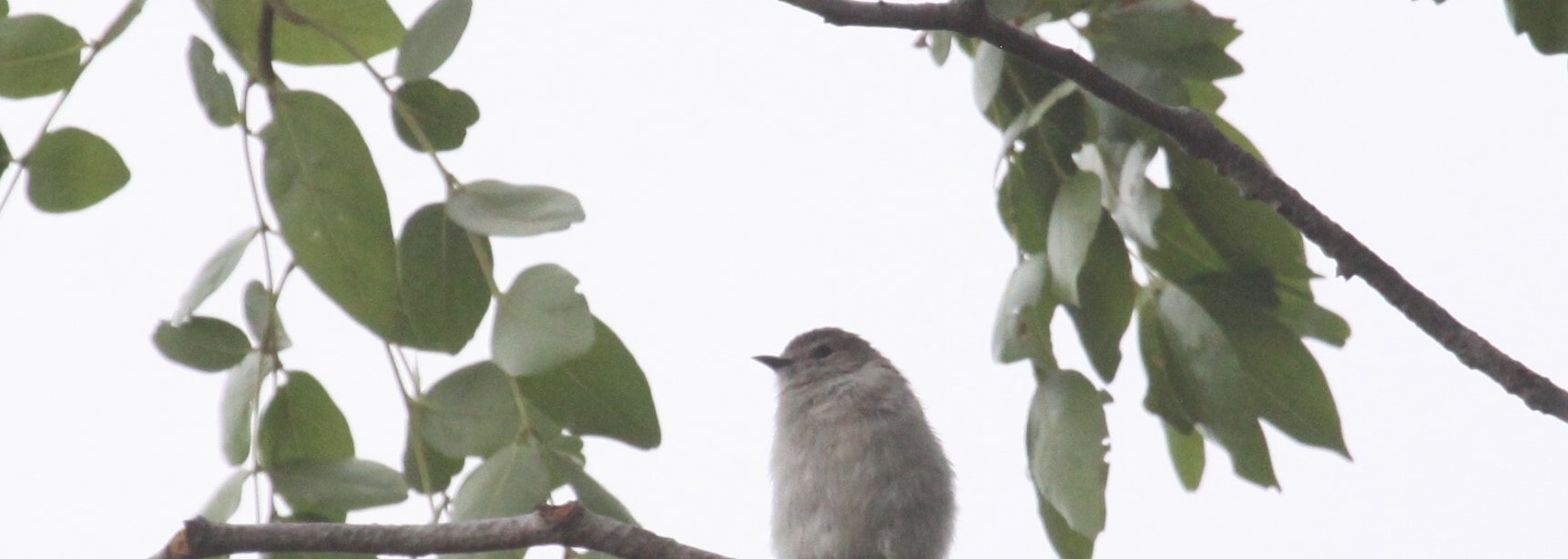 Brown-backed Honeybird
