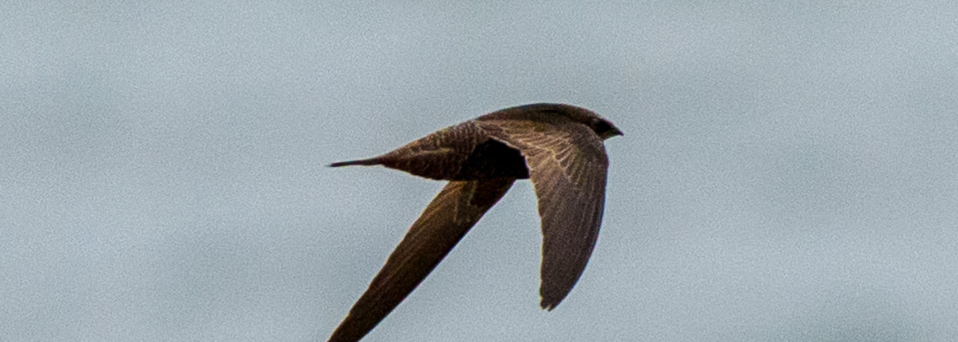 African Black Swift
