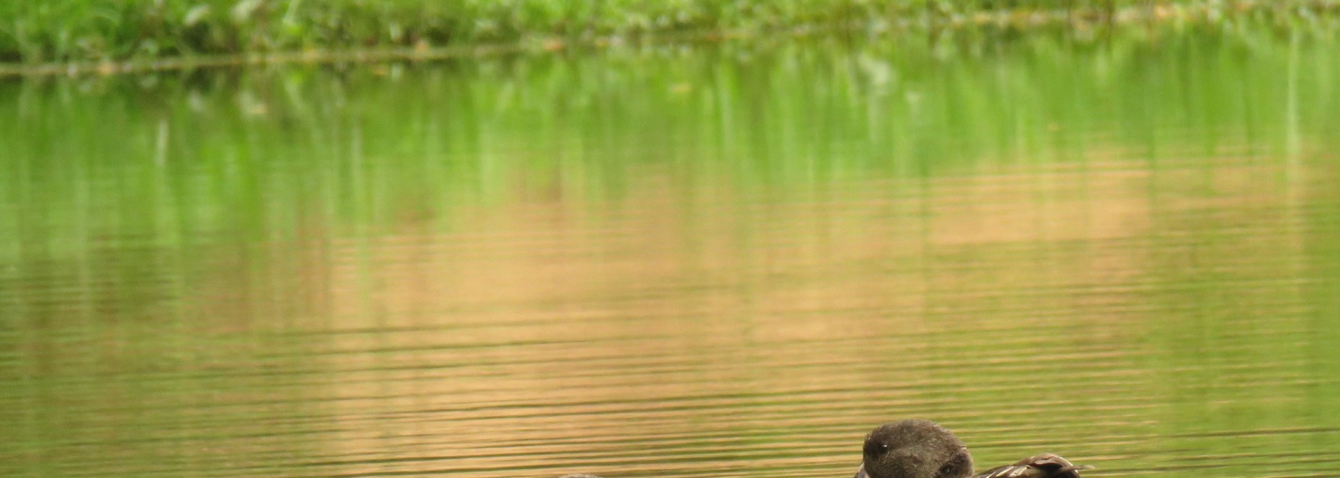 African Black Duck