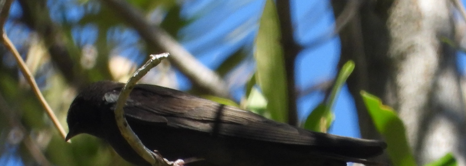 Black Saw-wing
