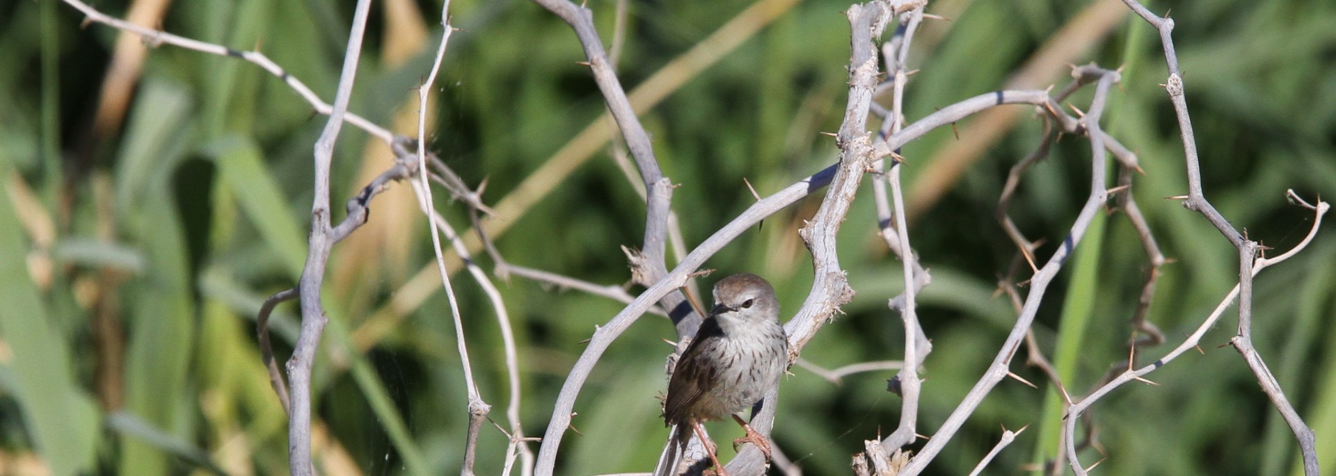 Namaqua Warbler