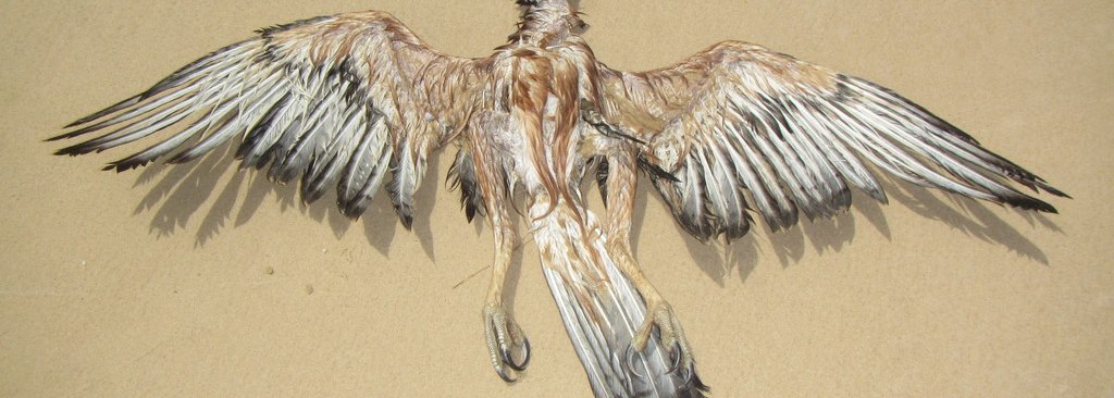 African Hawk-Eagle