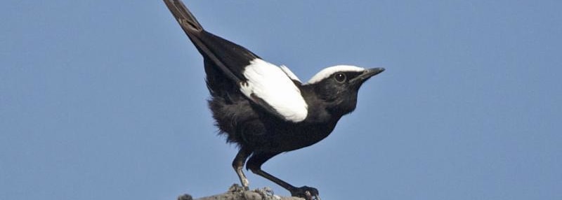 Arnot's Chat