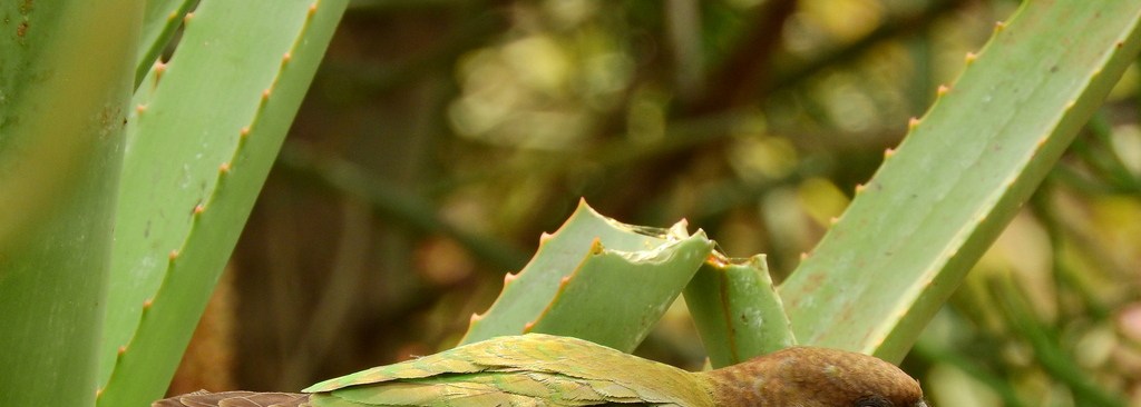 Brown-headed Parrot