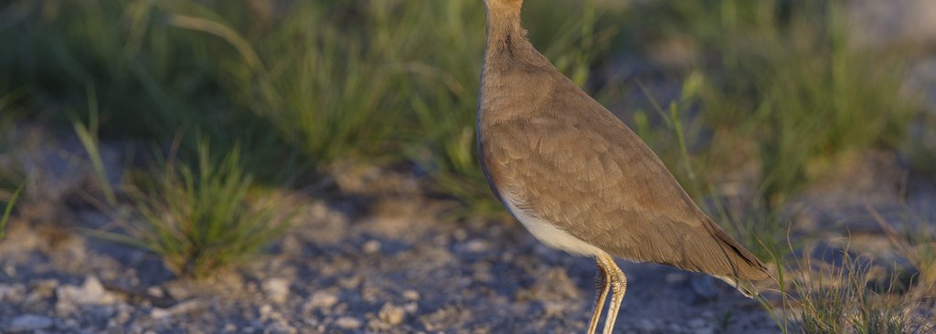 Burchell's Courser