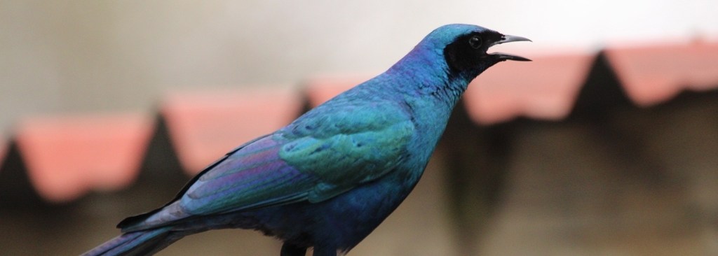 Burchell's Starling