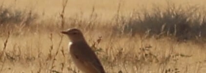 Chat Flycatcher