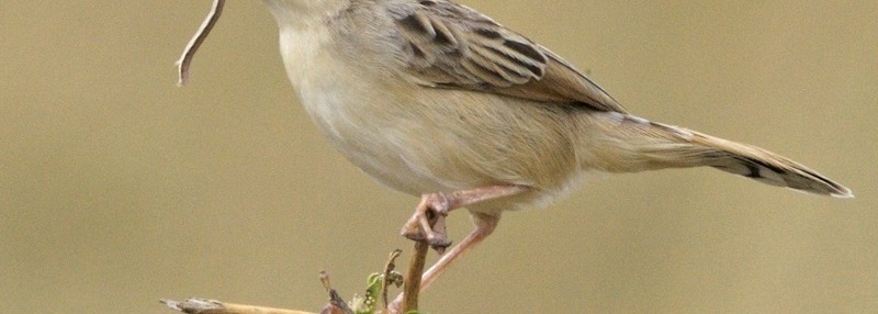 Desert Cisticola