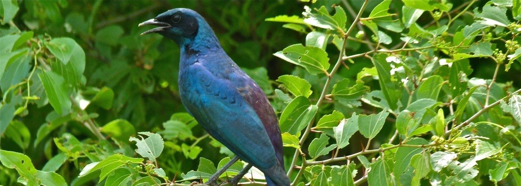 Meves's Starling
