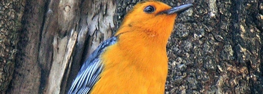 Red-capped Robin-Chat