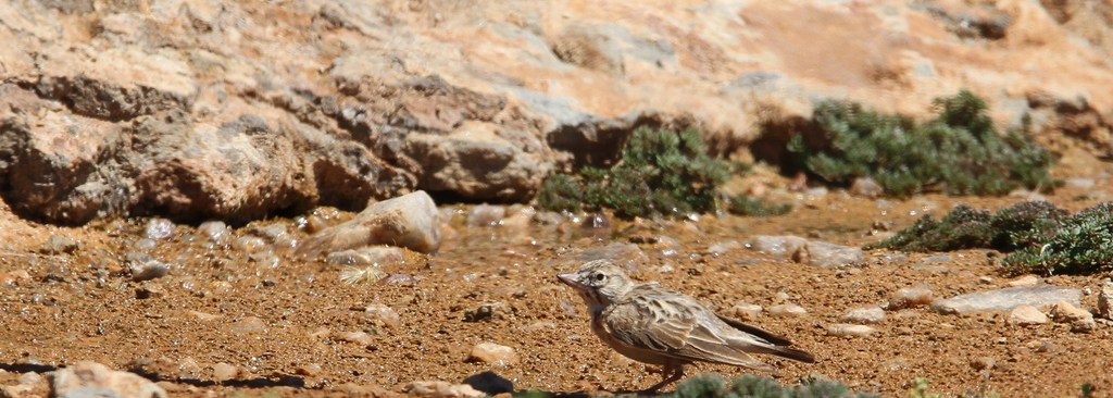 Sclater's Lark
